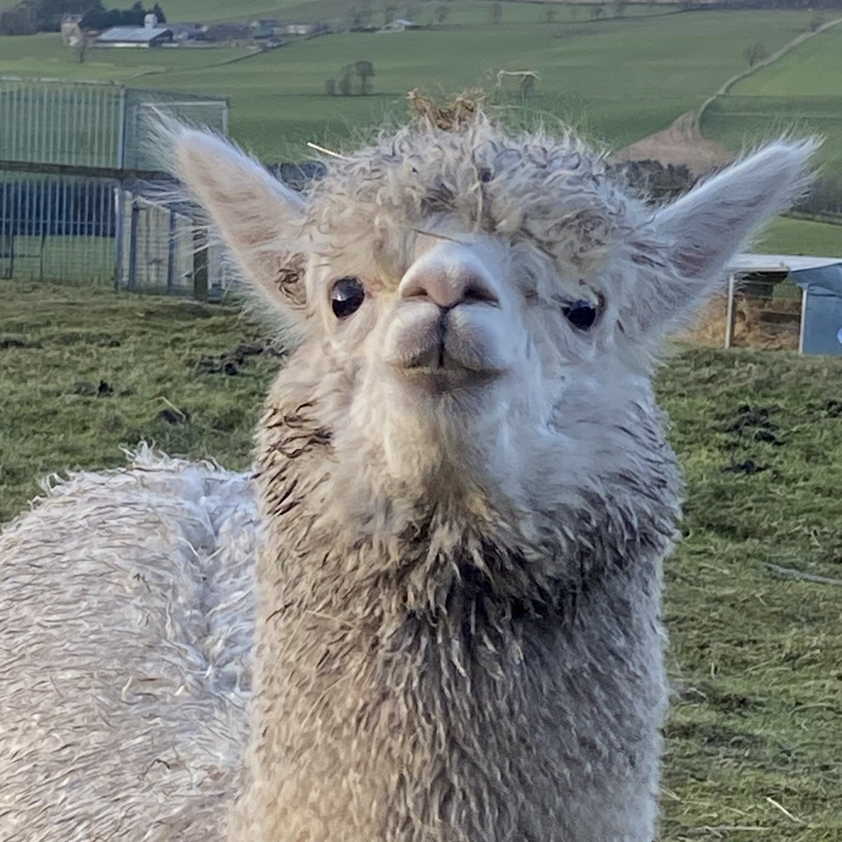BingfieldAlpac1's tweet image. I can still see the lump of hay on your head Bennington 🤣 #Bennington #wednesdaymotivation #Wednesdayvibe