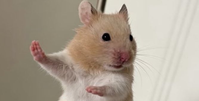 🥟DUMPLING🥟 BARELY ONLINE 🐼 🫙 🪓 tweet media