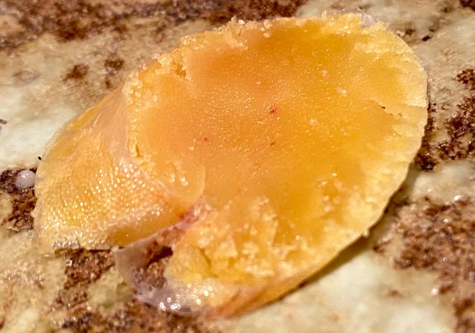 自家製からしゅみ
松葉ガニ
鮎のあかちゃん
まぐろのうまうま燻製

うまみみみみみみみみみみみみみみみみみ 