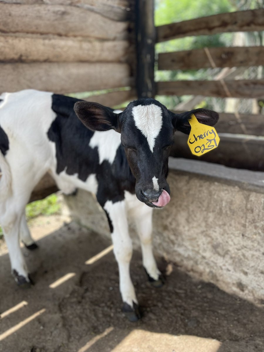 Duke Mike tweet media