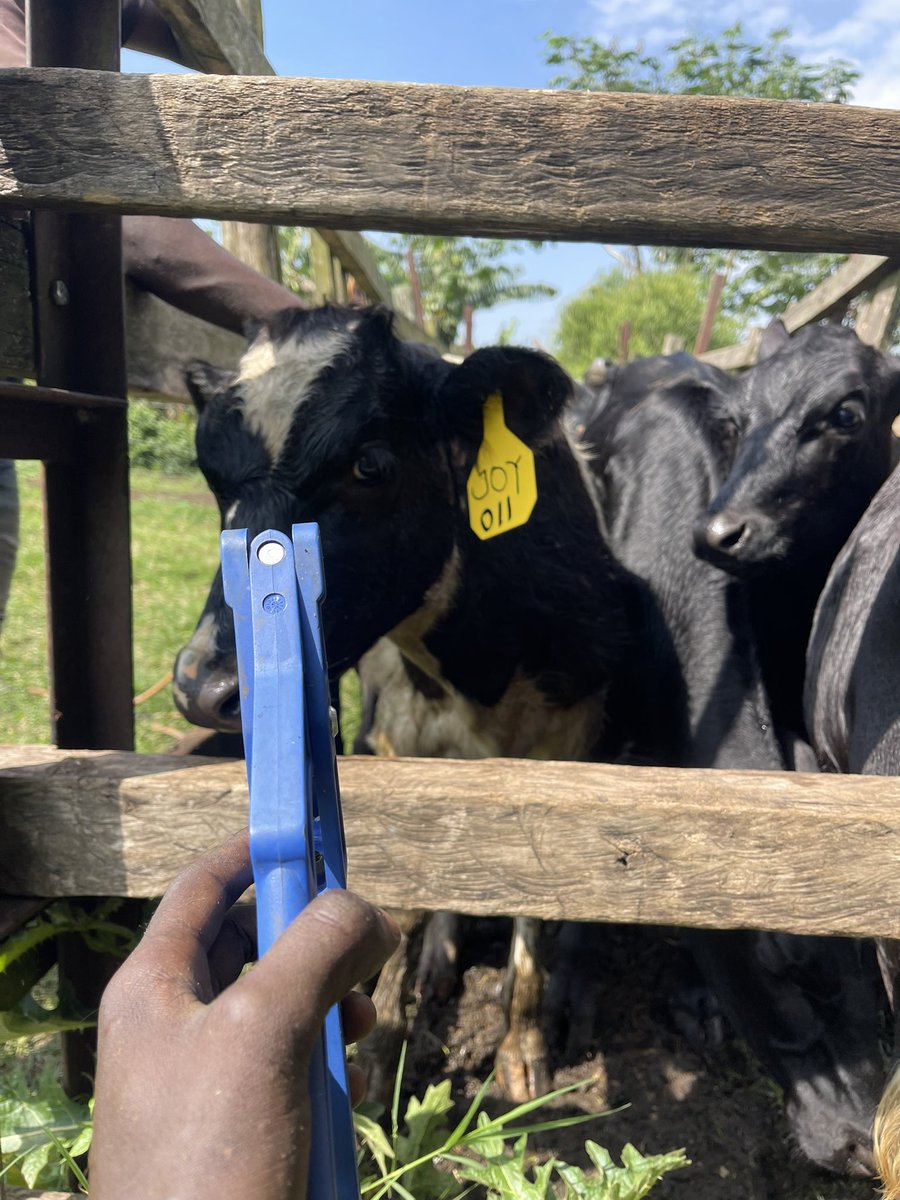 Duke Mike tweet media