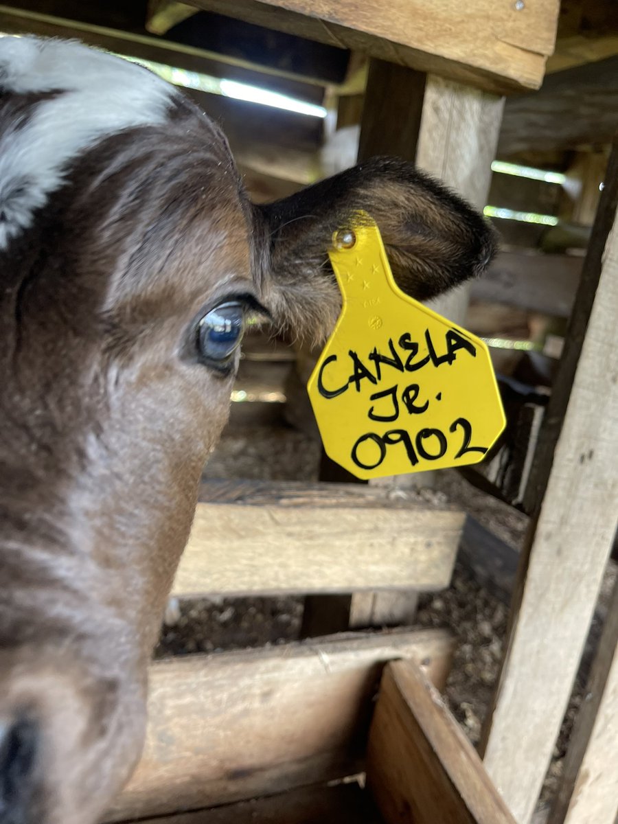 Duke Mike tweet media