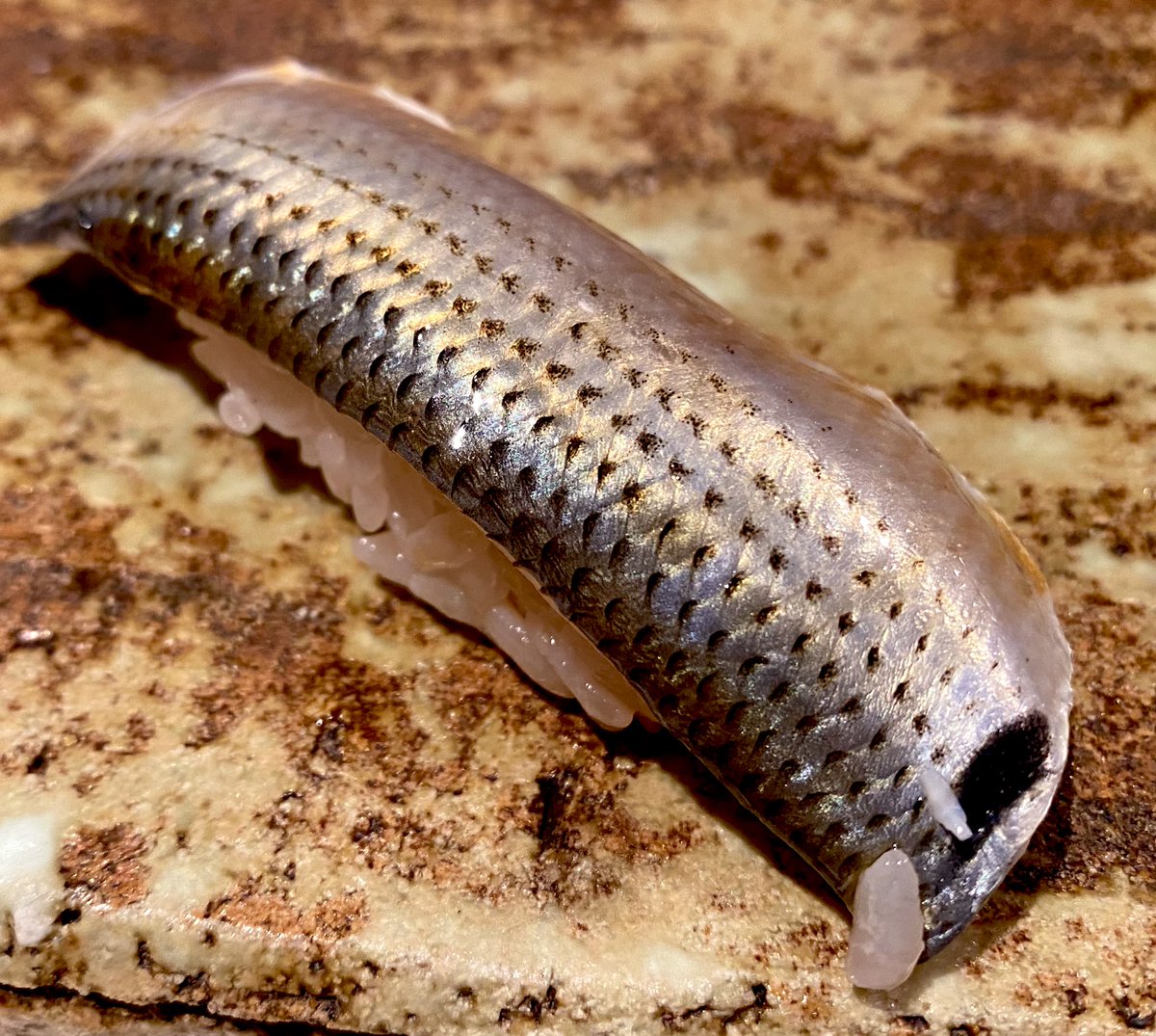 うにゃぎ
こはだ
あじ
淡路のすーぱーびっぐ車エビ

うまみみみみみみみみみみみみみみみみみ 