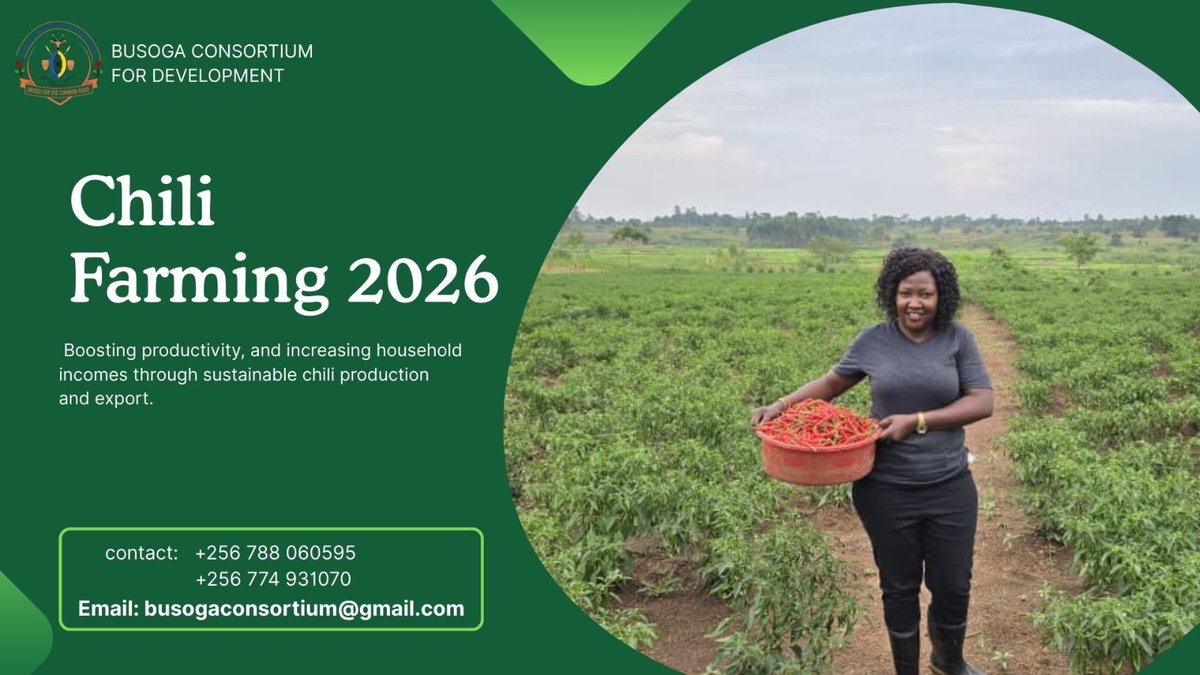 _esther_mirembe's tweet photo. Grow local. Sell global. Chili 2026!
Get your seeds and secure your market through Busoga Consortium today.
#BusogaConsortium
#ChiliExport https://t.co/qExy2jvQqr