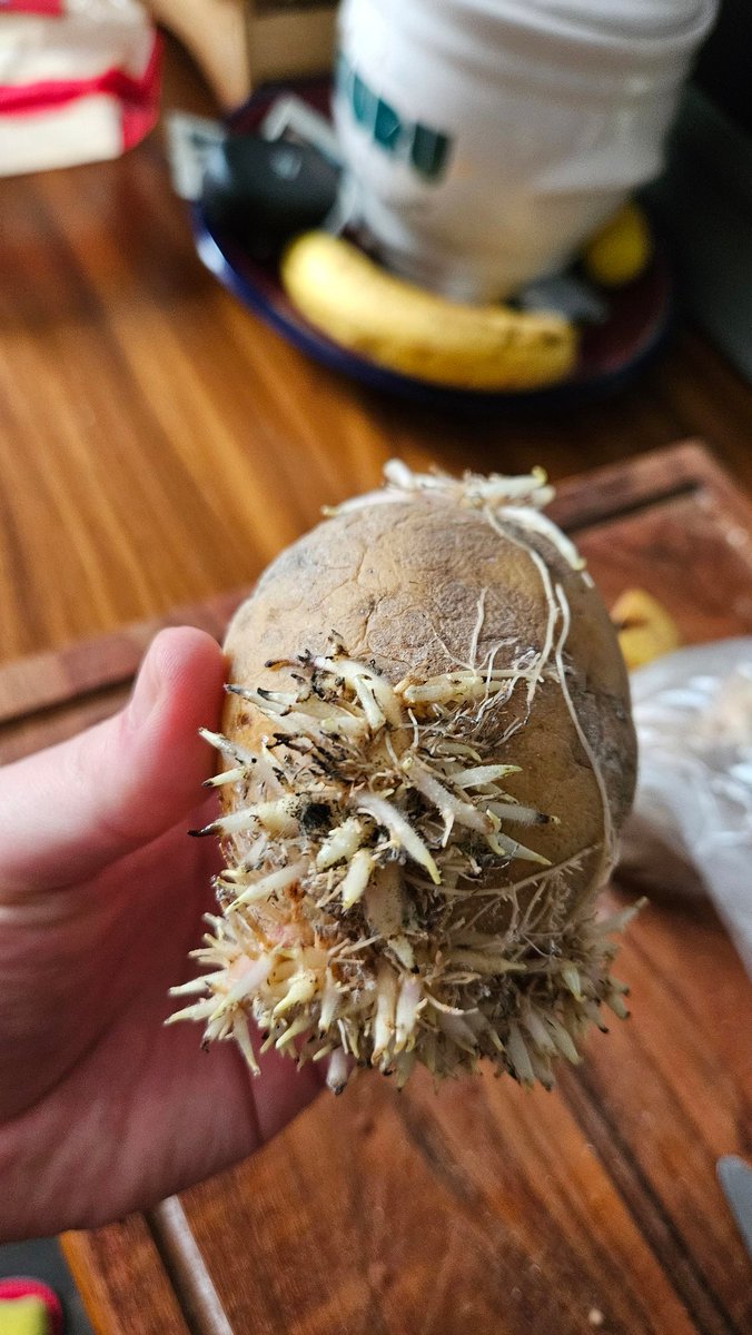 Kartofel to jest warzywo alfa które puści korzenia z 8 piętrowego bloku przez betonową ścianę i ZNAJDZIE TĄ JEBANĄ GLEBĘ