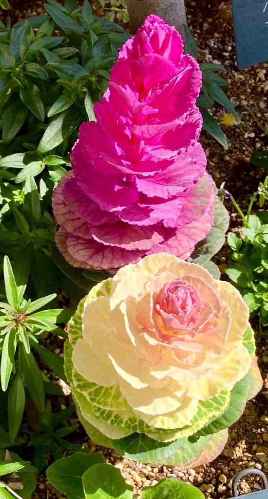 Flowering Kales for today💚💗🩷💛
☺️😸🌹🥬🌹🥬✨🌞
#FloweringKale #February2026