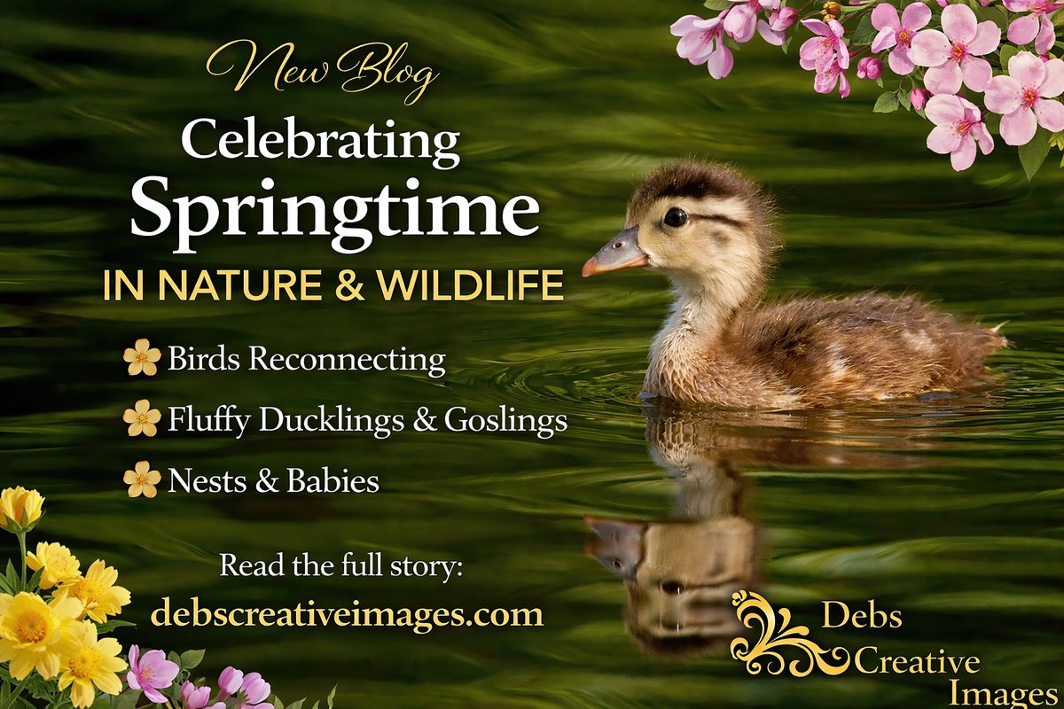 daquick's tweet photo. Springtime Magic in Nature & Wildlife
Spring is my favorite season ��� when wildlife reconnects, nests fill with babies, and fluffy ducklings take their first paddles.
Read here: https://t.co/mfJ2XPaFV0
#SpringWildlife #NaturePhotography #Ducklings #EagleNest #DebsCreativeImages https://t.co/eXrh4k2fDR