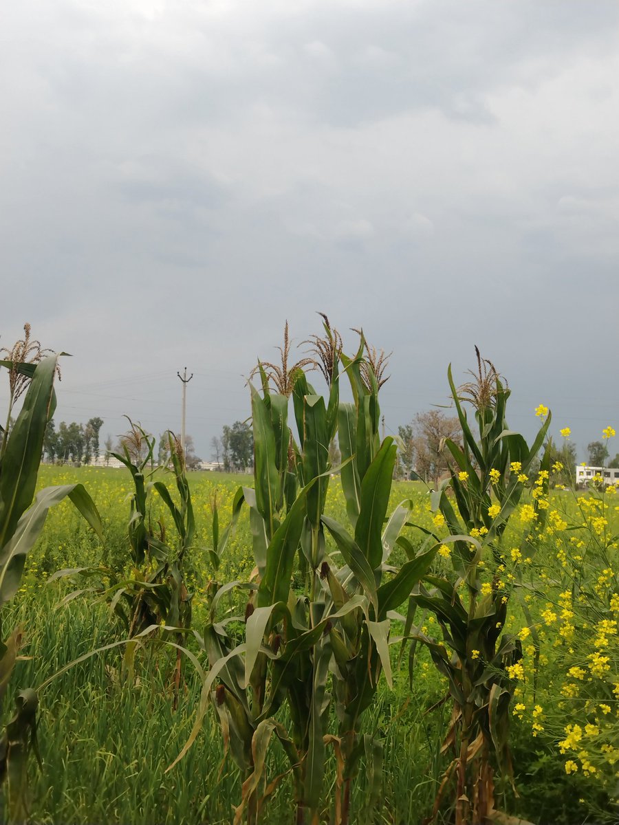 I wish this beautiful evening make you feel the beauty of the day ❤️

Good Evening X Creater 🌈⚡🌽🥦🌩️