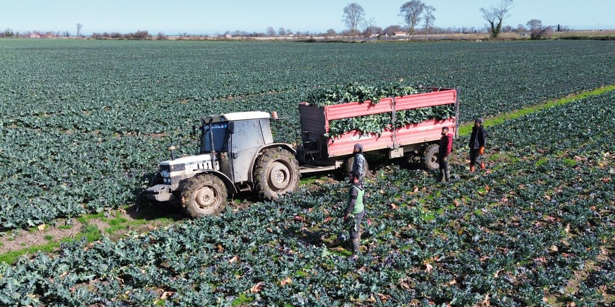 Samsun'da brokoli hasadı devam ediyor dengegazetesi.com.tr/samsunda-broko… <a href="/dengegazetesi/">Denge Gazetesi</a> aracılığıyla