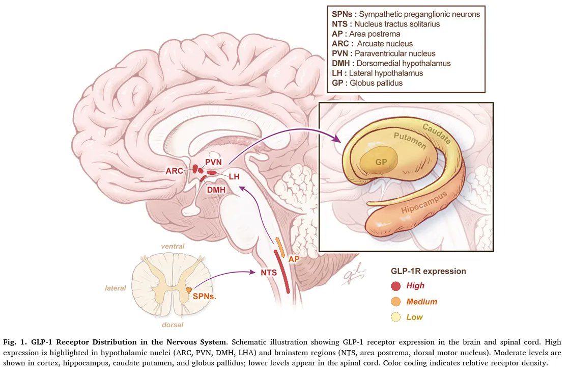 How does retatrutide help with focus? Over the past 12 months, I kept  hearing the same unsolicited feedback from clients on retatrutide and other  GLP-1s: “I feel sharper.” “My brain fog is