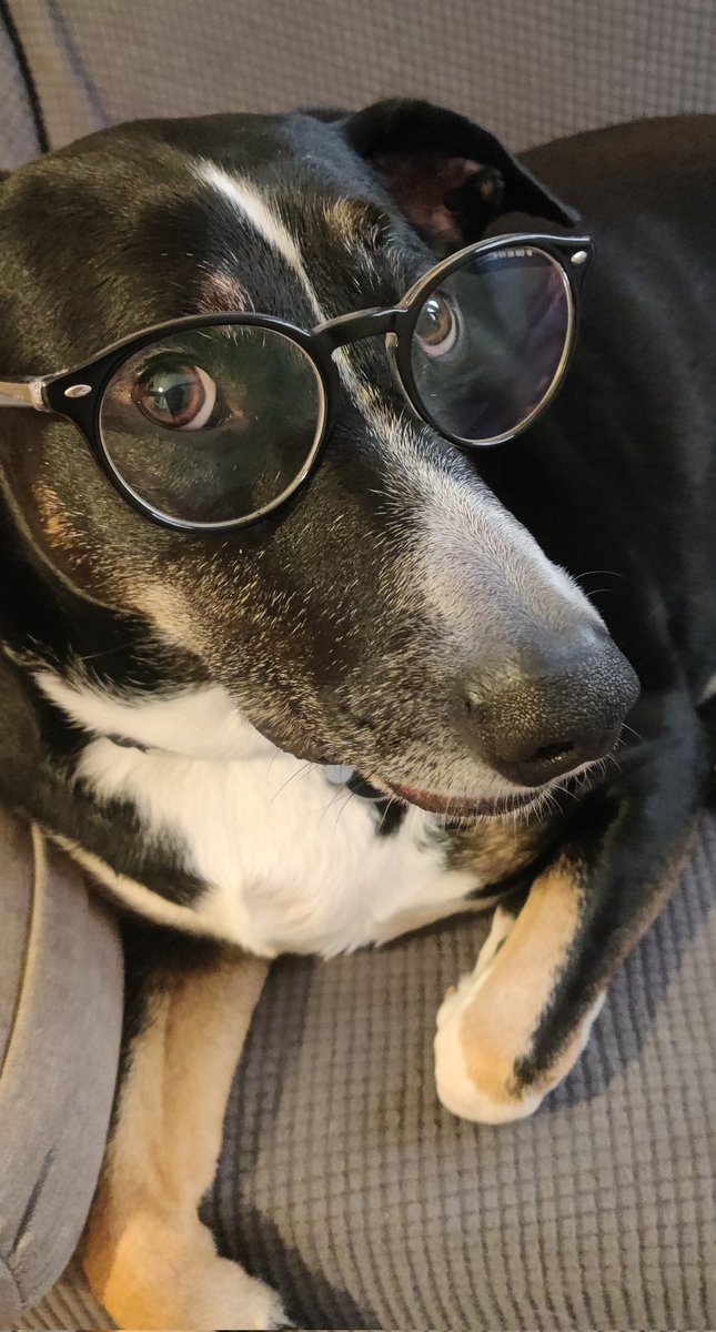 El primer perro therian. Se autopercibe humano.