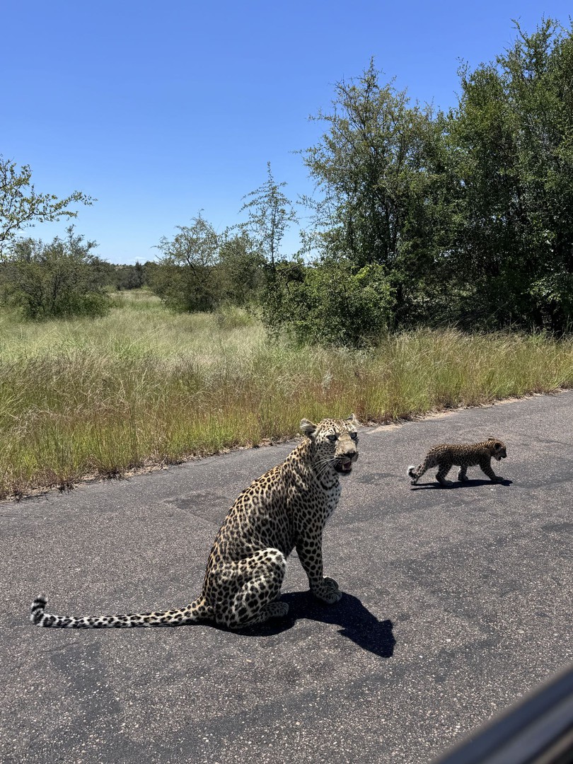 LatestKruger's tweet photo. 11:21am
2 Leopard on the move
H1-4, 1km N of the S147
Near Satara
5/5
Tinged by Tiff dt https://t.co/qLgLacxkay