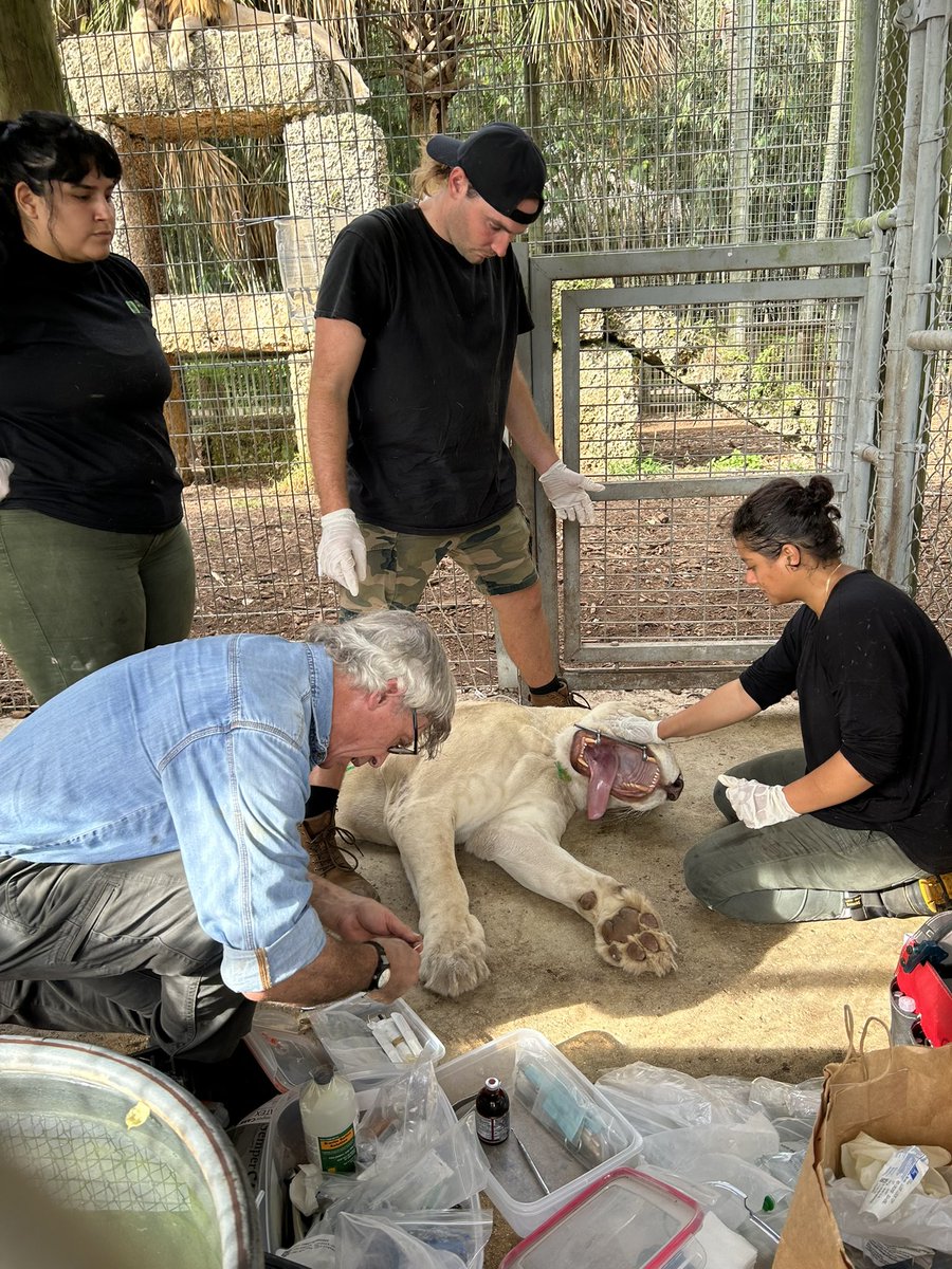 JungleVane's tweet photo. @ZWFMiami Once a year, we have our vets come in a do a full check up on all of our animals. Here we have one of our lionesses, Kya, getting her stomach flushed, ears cleaned, teeth cleaned and her overall blood work. All funds go to this and the repairs throughout the zoo. https://t.co/Q4kwESoVmu
