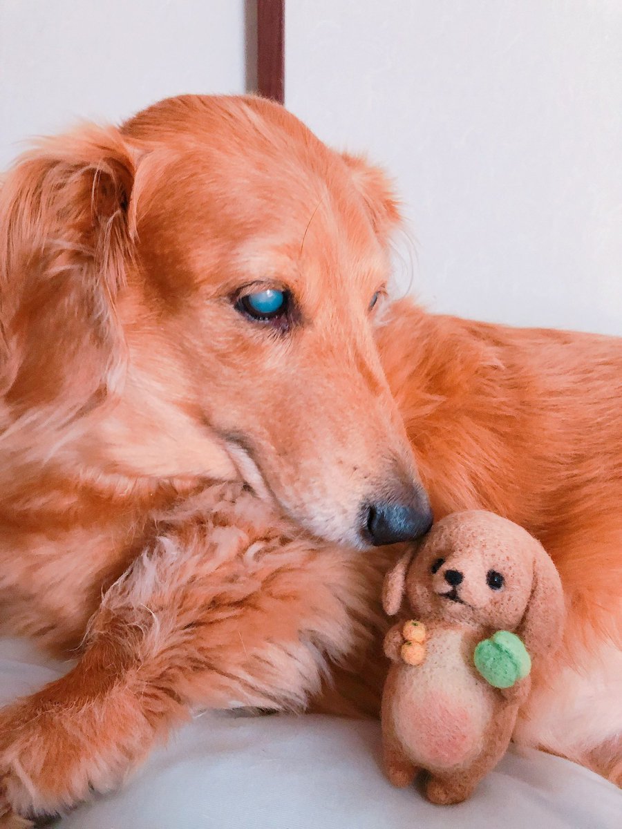 まふぃん君૮ ˙ ˟ ˙ ა (@LopMuffin) / Posts / X