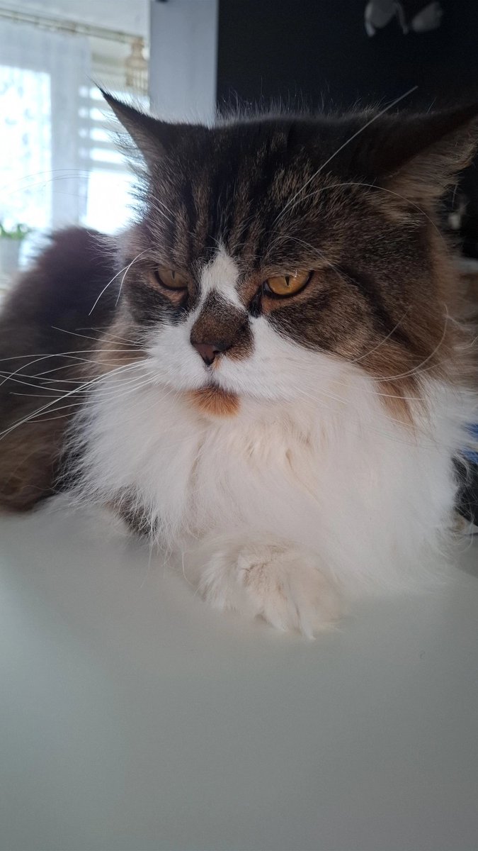 Eren jak zwykle w humorze 🤣