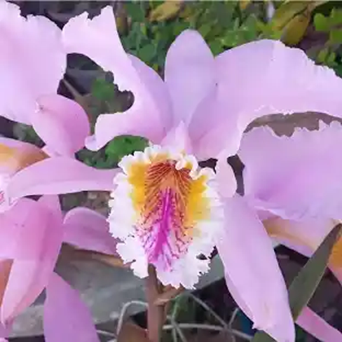 🇻🇪Orquídea
