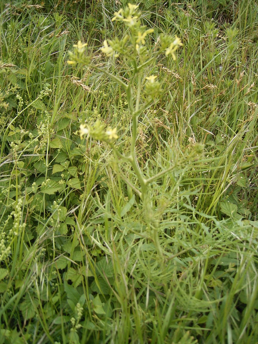 plalanda_II's tweet photo. Ayer ya os vi
renaciendo en los campos
gualdas y bellas.
Y también en mi alma
resurgió la alegría
generando, sencilla,
otra vez la sonrisa.
Primavera bendita
que ya anunciais, radiantes,
florecillas amigas

Que, poco a poco, alegren las almas y borren tormentas, amigos. https://t.co/ZkOghiazdW