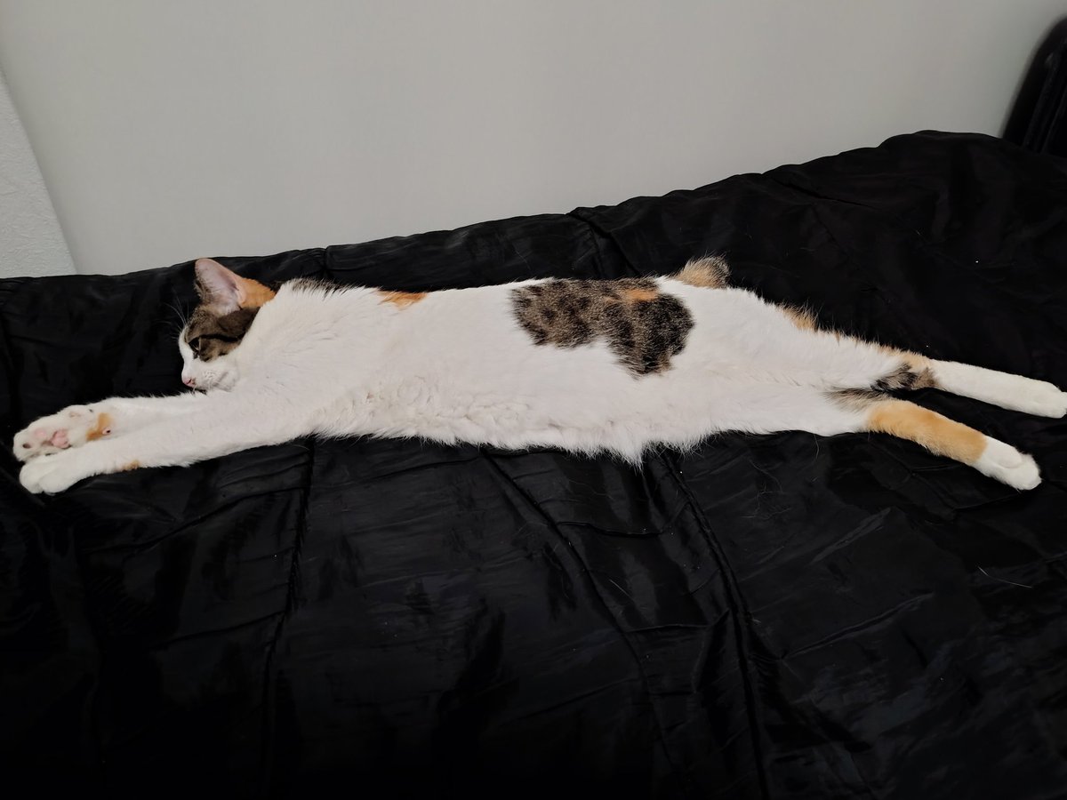 夜になっても伸び伸び。 それにしても長いですね。 #猫 #三毛猫 #猫と