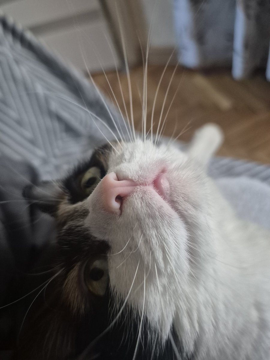 Ириша tweet media