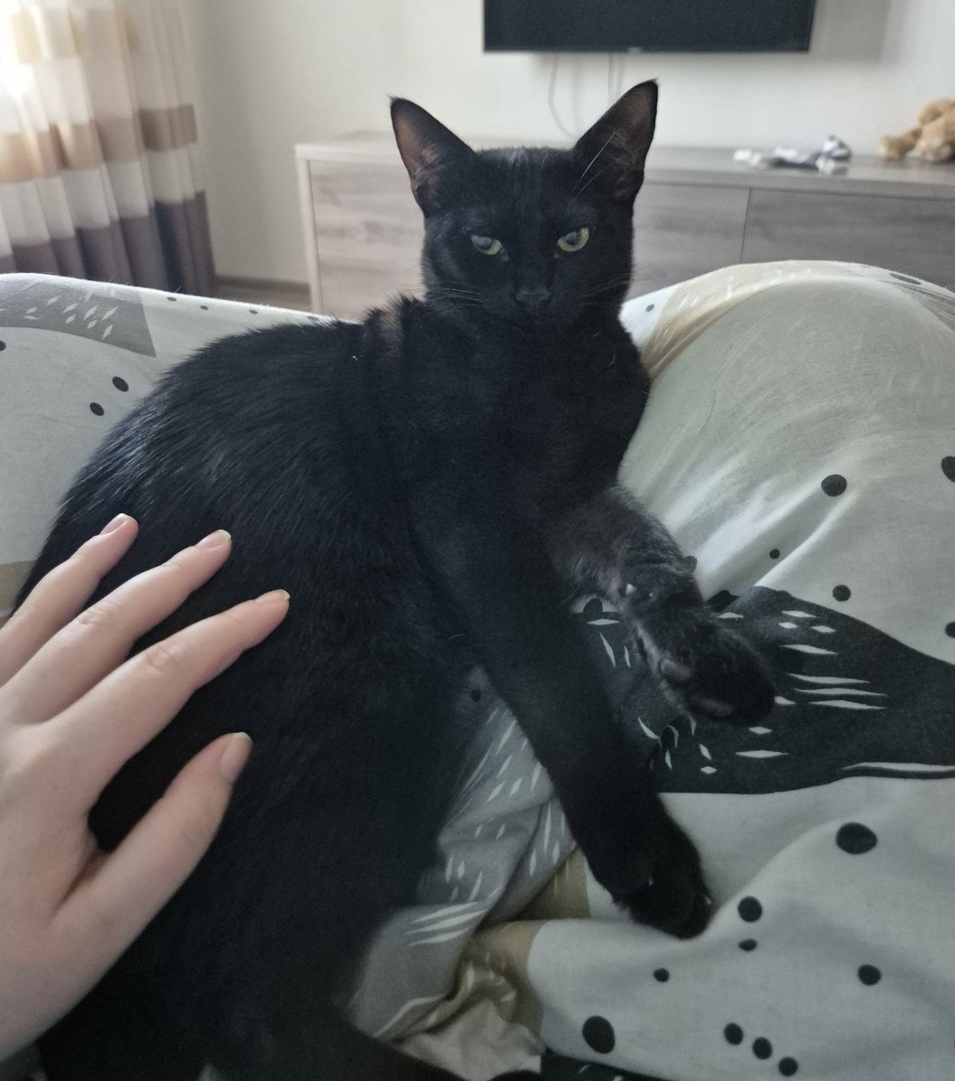 shegumin's tweet photo. Today my younger kitten 
became an adult, we had him neutered 🤧

Now he’s resting and 
regaining his strength 🥹🥹🥹 https://t.co/rgxvpA8srv