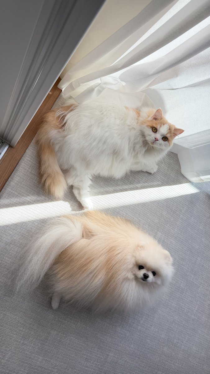 猫のレモンと犬のポテチ tweet media