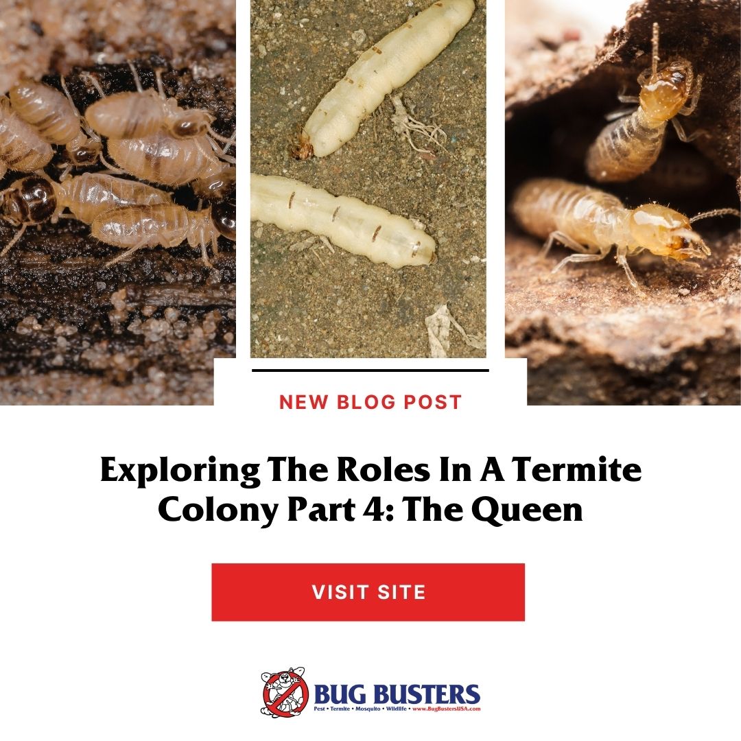 Bug Busters, Inc. tweet media