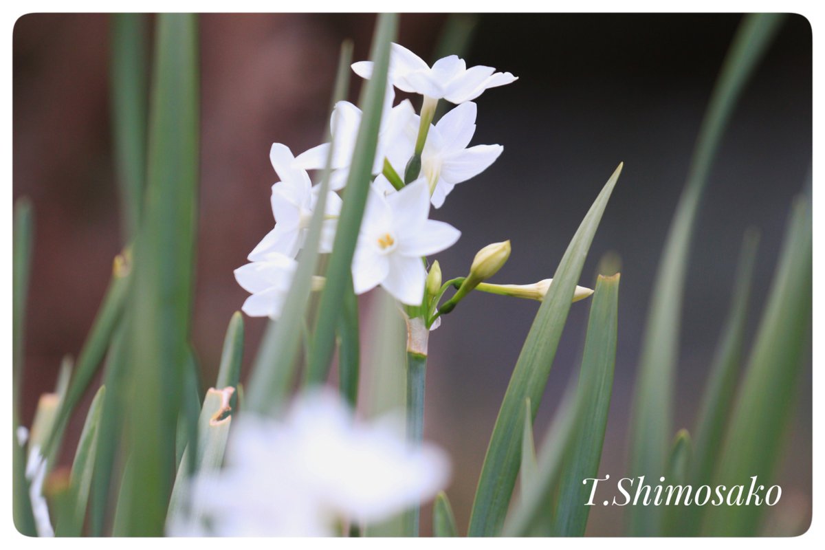 Flower Photo Club Community on X - 4.6K Members