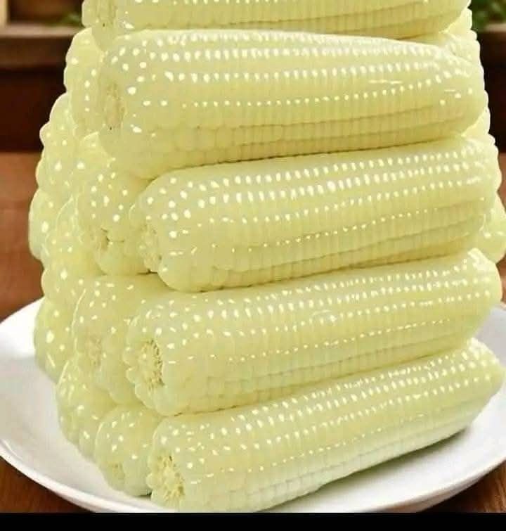 BiserukaEmmanu1's tweet photo. Evaluating husk cover in the morning, enjoying the Maillard reaction by evening. 🔥 Whether steamed or roasted, these hybrids are showing 10/10 for grain quality and consistency.
#FoodScience #Corn #SeedTech https://t.co/W6YZXu5NUI