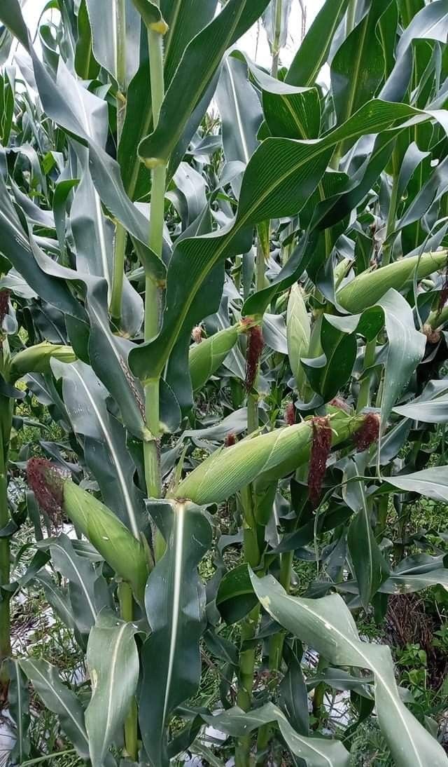 BiserukaEmmanu1's tweet photo. Evaluating husk cover in the morning, enjoying the Maillard reaction by evening. 🔥 Whether steamed or roasted, these hybrids are showing 10/10 for grain quality and consistency.
#FoodScience #Corn #SeedTech https://t.co/W6YZXu5NUI