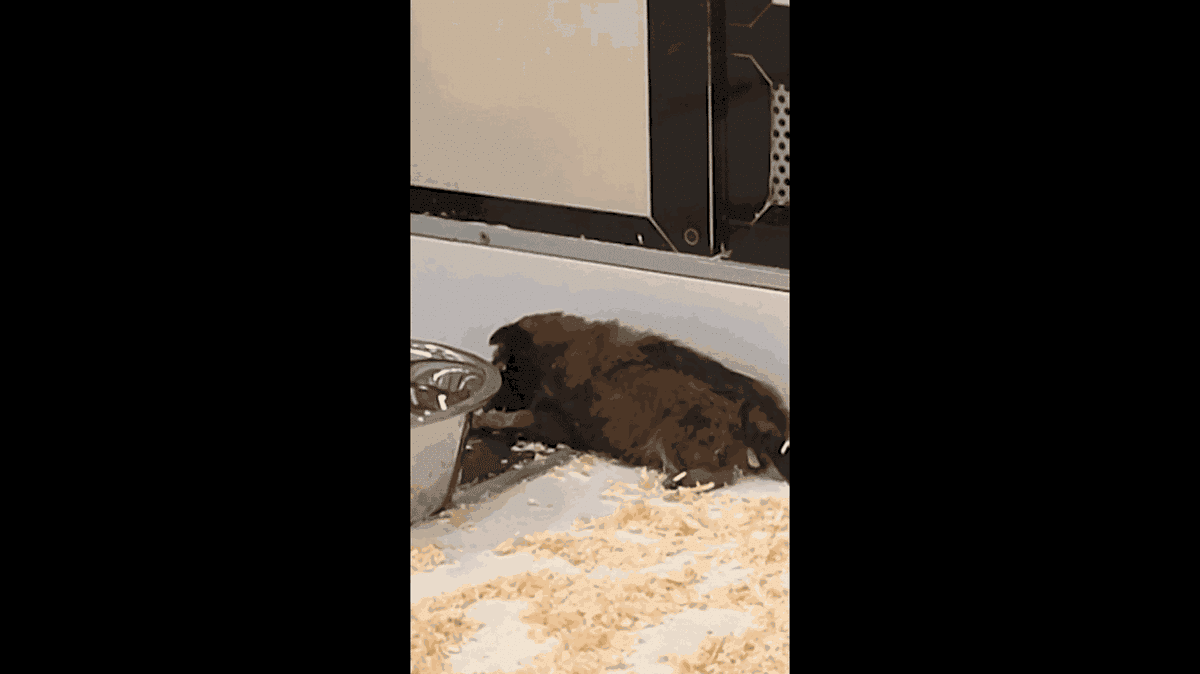 Vetitude's tweet photo. 🐶🐱🚔 Des chiens et chats encore vendus en #animaleries malgré l'interdiction

https://t.co/AxU25M0dXN https://t.co/4563Db3KZJ