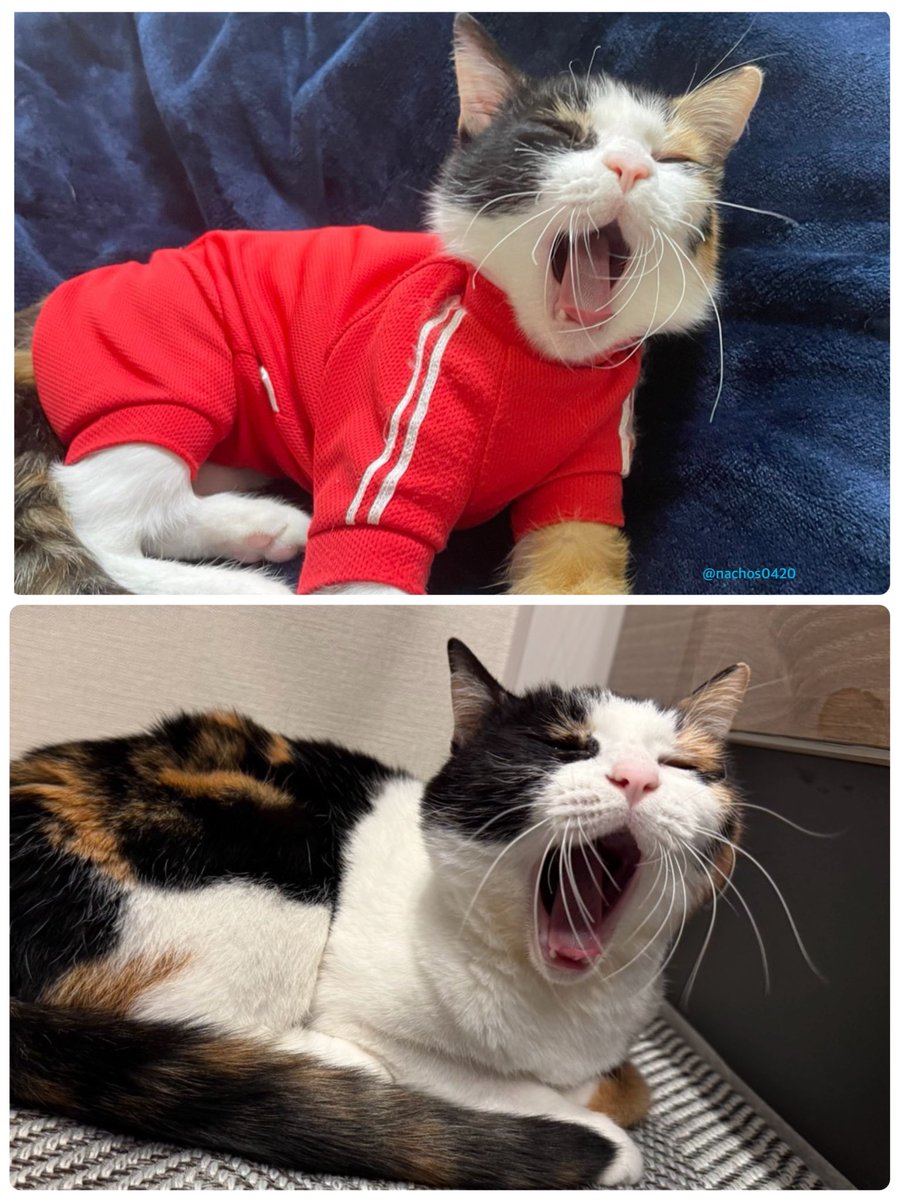 4年前と現在のあくびなっちゃん。

ちょっとだけ大きくなりました。