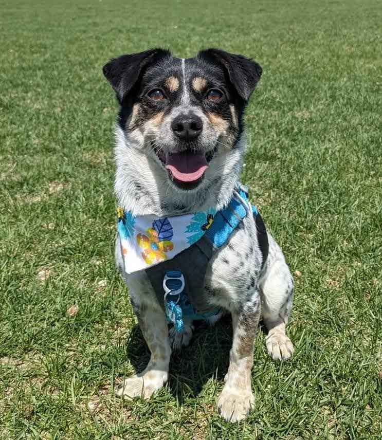 Everyone saw dog launchpad Kimchi which is reach nearly 3m . 
CA: AWpD39myXc7emw5M9cMCofkbo92x5FKWdGHWYpZFdoge

There is another beta play which is Kimchi's best friend. 

EH5Mau9CrtYengbiVbtnb7AgNFsSaaSyVJ4Gzvqodoge.

Kimchi supported by <a href="/DogeOS/">DogeOS</a> .

Creators are funded by same