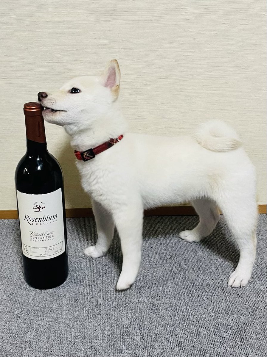 ototocoro's tweet photo. 可愛すぎてかわいい。 https://t.co/iJD454nWmE