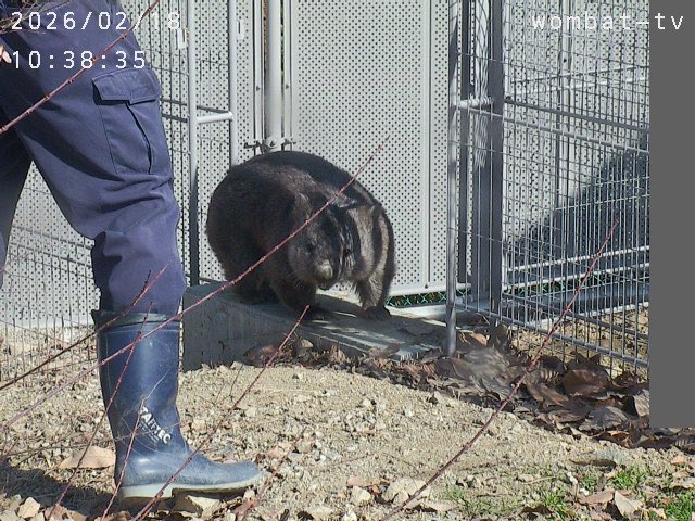 もう帰る時間なの〜？
#ウォンバット　#五月山動物園