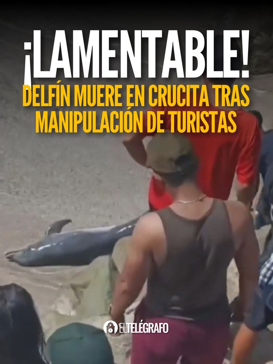 #Nacionales I #VIDEO Un delfín murió en Crucita tras la manipulación de turistas. ¿Qué pasó?
#LéaloenET: is.gd/QYD68z