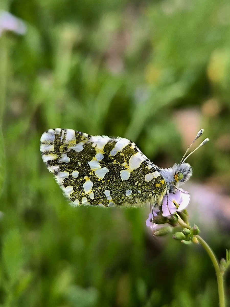 Israel's tweet image. In the heart of the Judean Desert, a butterfly pauses, like it owns the place. 🦋🌿

📷 Hillel Glaser