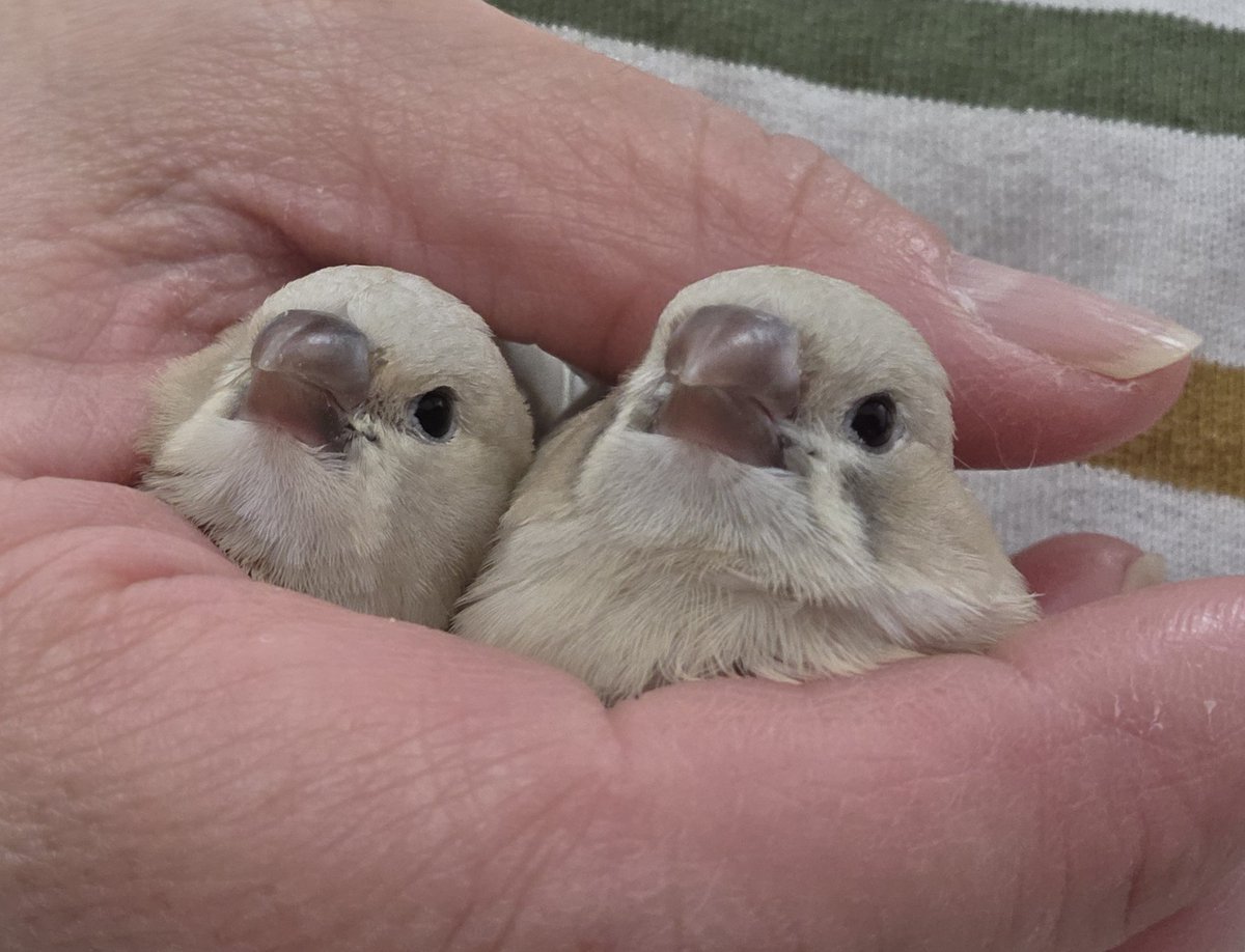 mococo820's tweet image. いいでしょ？( *¯ ꒳¯*)