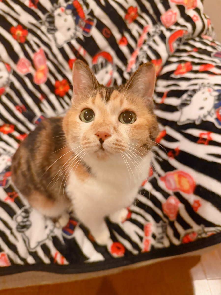 Post by あめちゃん🐱 on X: 🐱