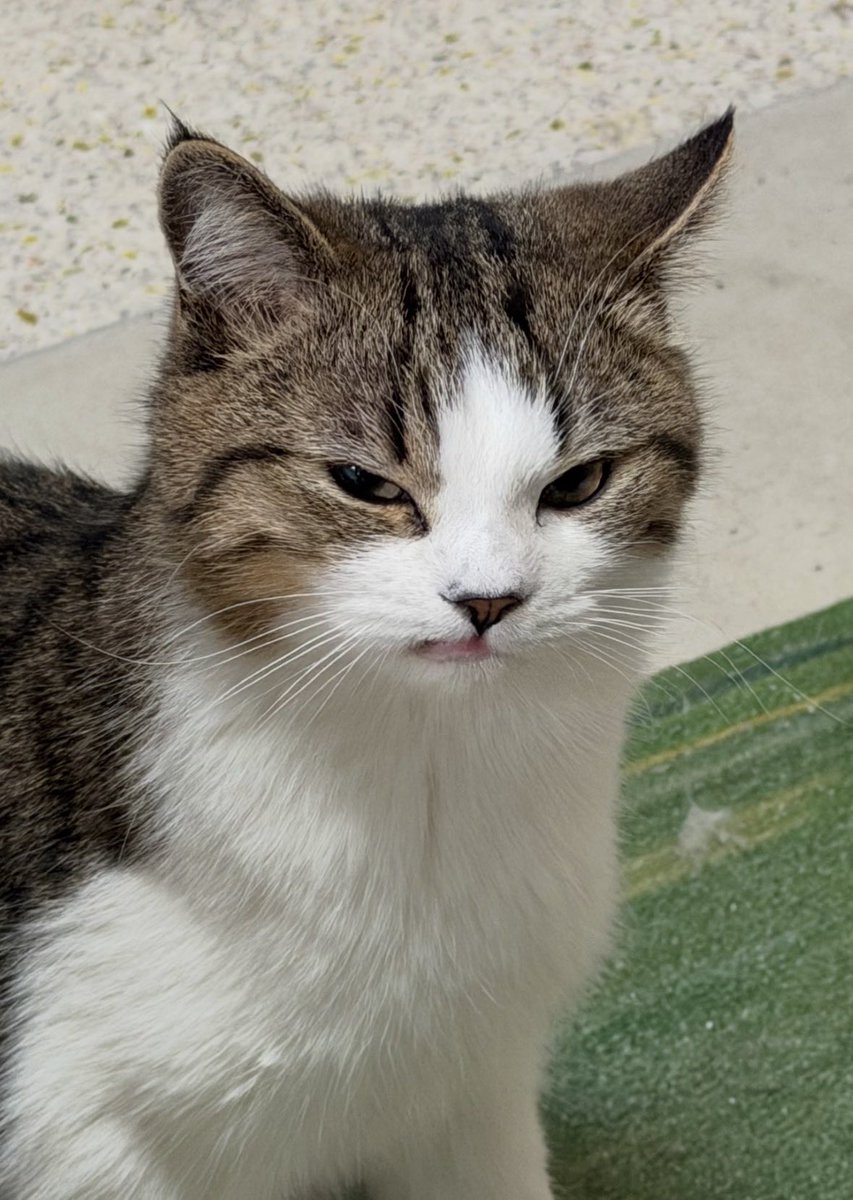 Cat 🐈 (@cutecatsmagic) on Twitter photo 