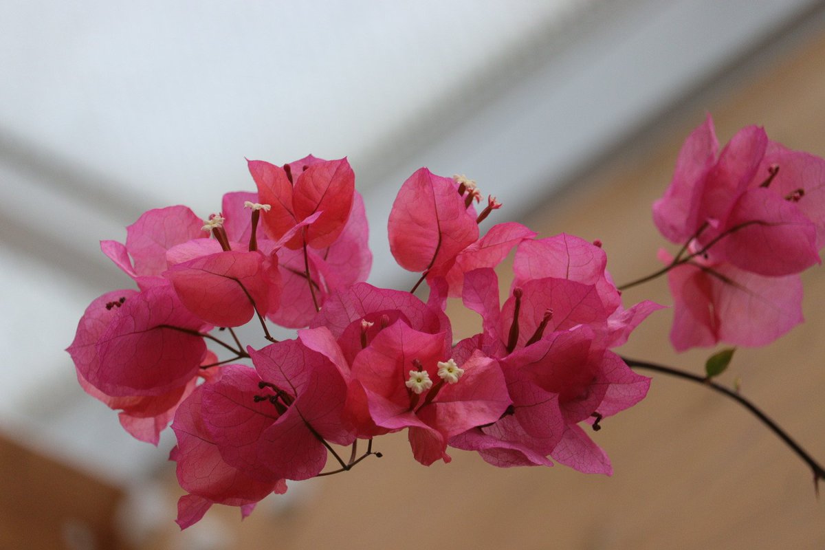 8_1_ku's tweet image. かわす言葉  ゆきづりの  ウソ
好きなら好きと  say agin
言えば良かった

せつなくて  悲しくて
恋しくて  泣きたくなる
そんな夜は  oh ブルース
oh ブルース

#Begin 恋しくて
　　　　　　　おやすみなさい…Ku