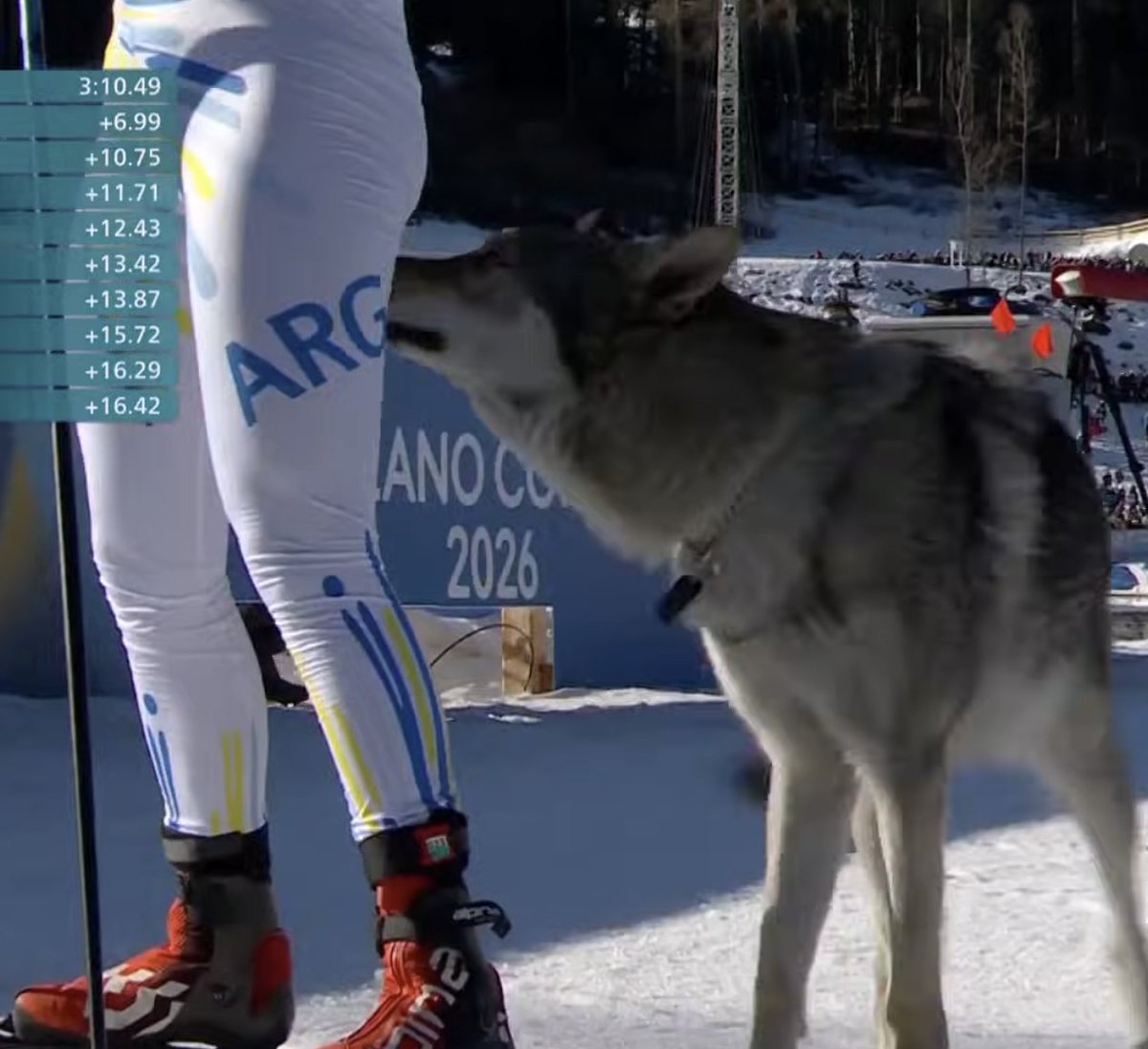 いぬ（いぬいぬ） (@kuroiinu_inu) / Posts / X