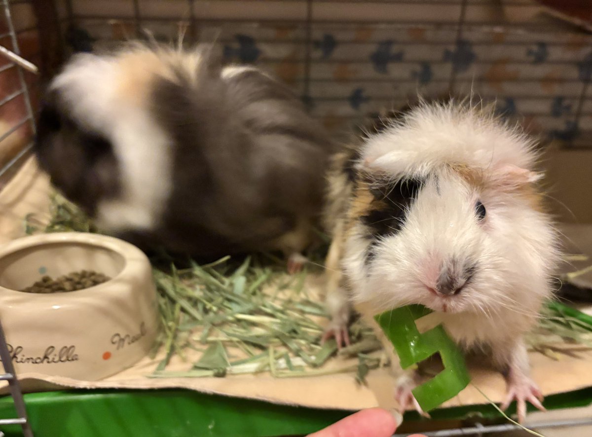 みるく＆ちょこ tweet media