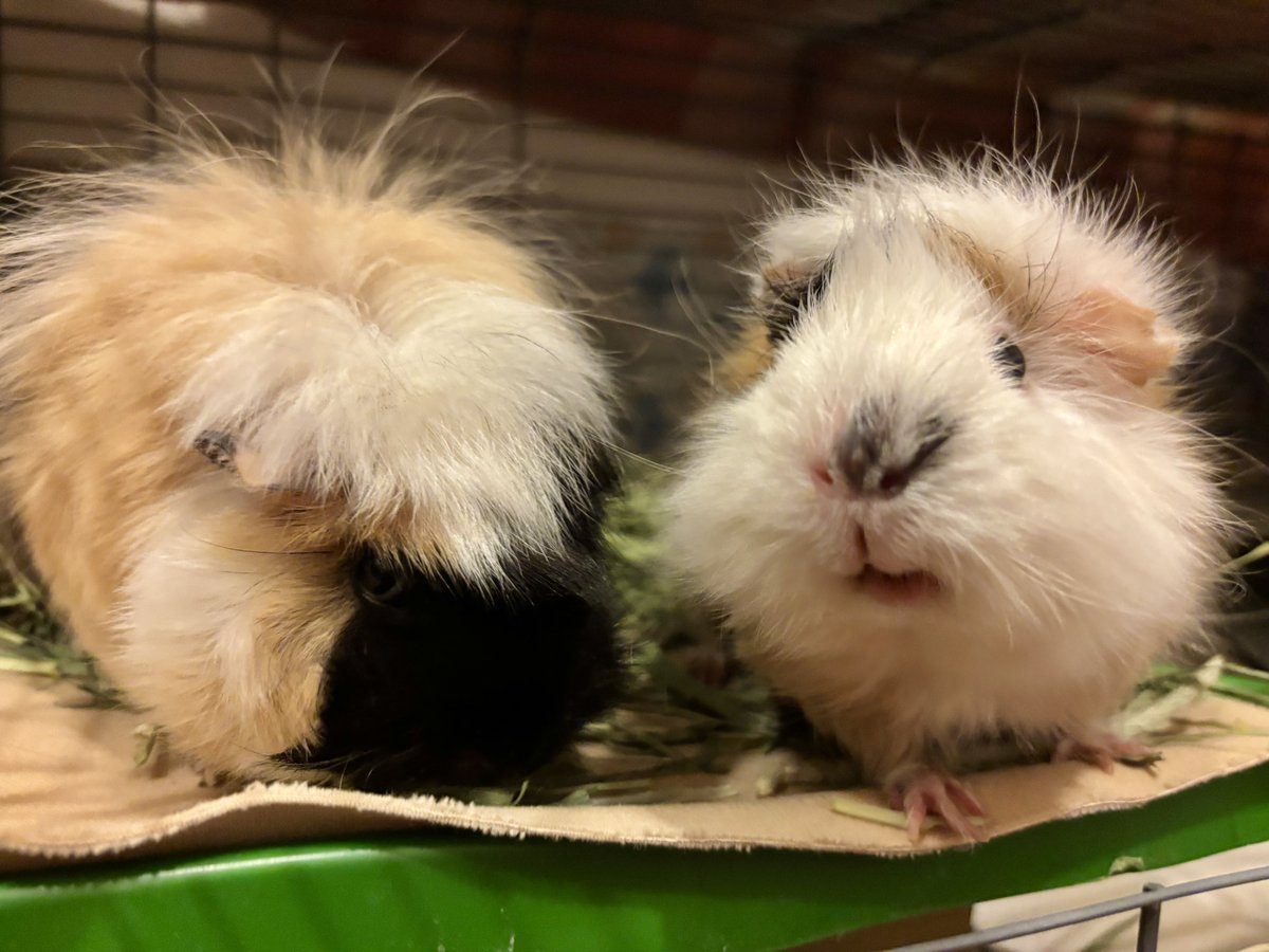 みるく＆ちょこ tweet media