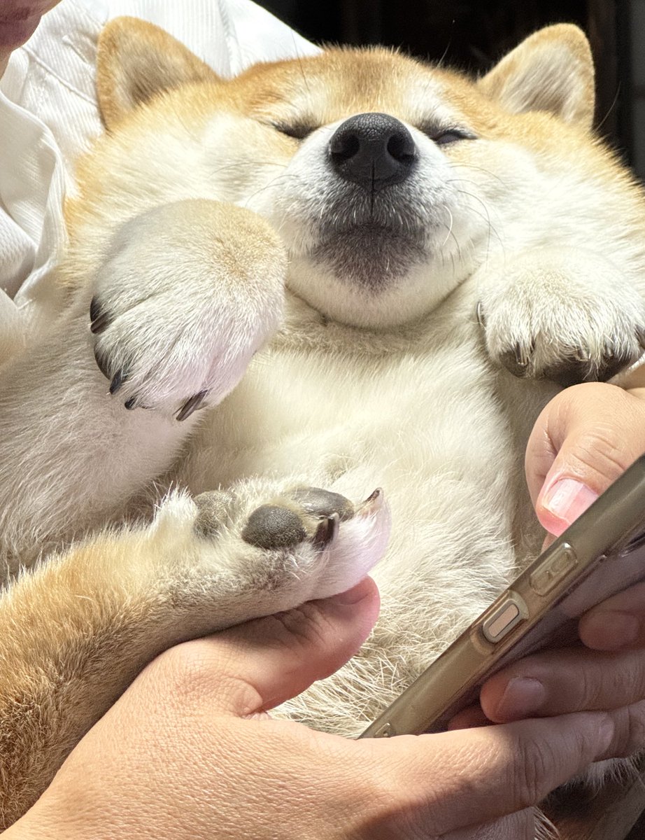 ムギュウ(⸝)˶ ॑з ॑˶(⸜)

 #柴犬 #柴犬を崇めよ #柴犬のいる幸せ