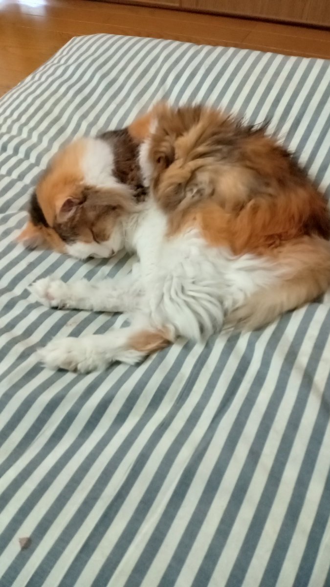 猫好きフォロワーの皆さん、おやすみなさい(｀・ω・´)ゞ💤💤ピュア