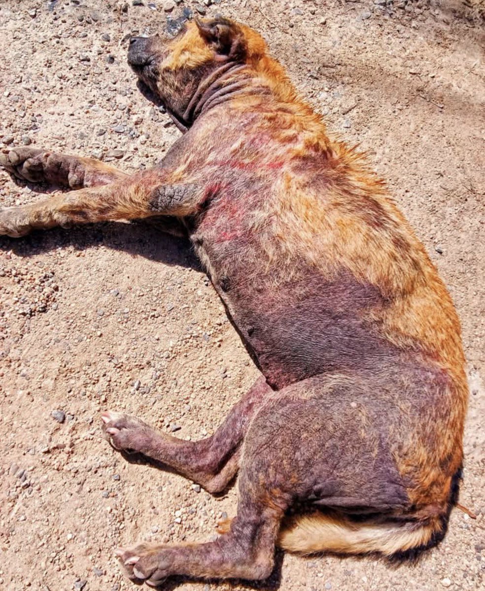 Niall Harbison tweet media