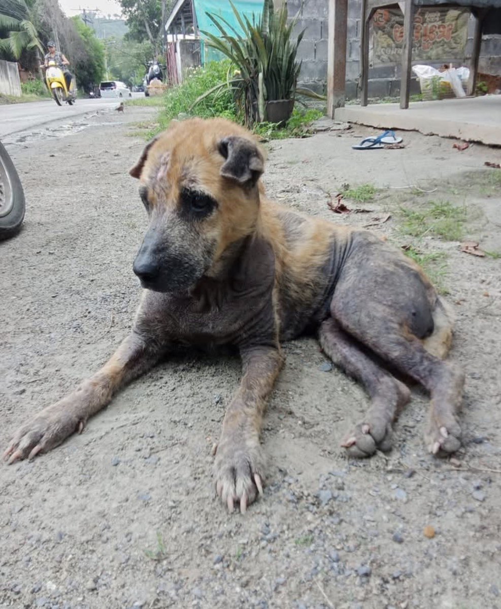 Niall Harbison tweet media