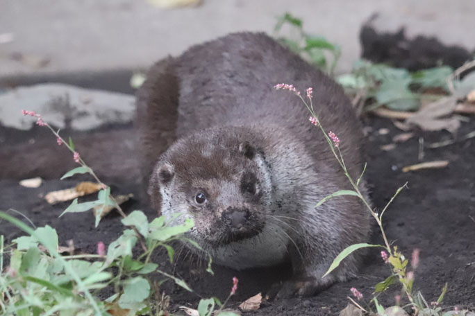 砂まみれ、はなちゃんでおはようございます
＃ユーラシアカワウソ　＃井の頭自然文化園