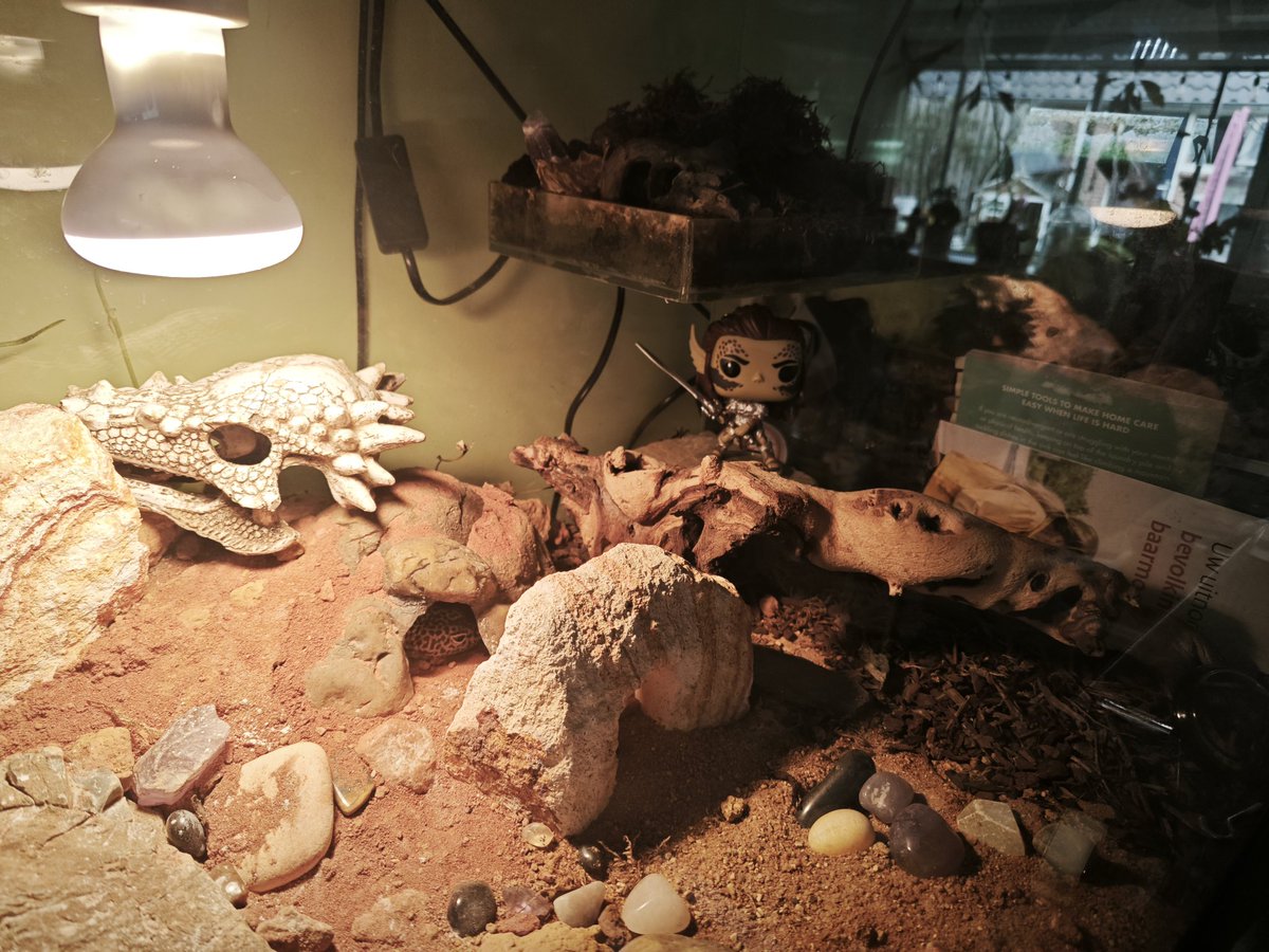 ✨🌈Raeven🌈✨ tweet media