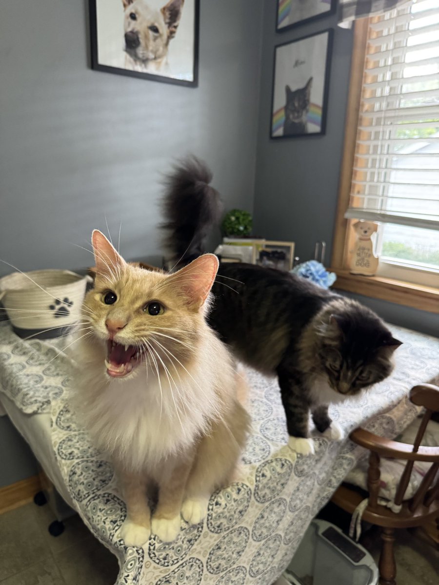 Freddie & Smokey tweet media